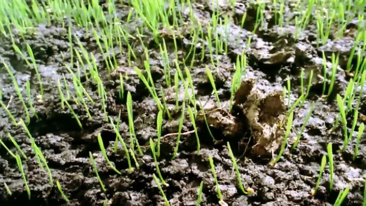 Drogen – Eine Weltgeschichte (1/2) | Ganze Folge Terra X mit Harald Lesch