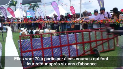 En Ouganda, les Royal Ascot se courent ... avec des chèvres !