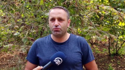 'Amerikan beyaz kelebeği' ile mücadele - SAKARYA