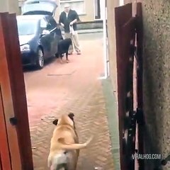 How do I get MY dog to do this?! #NationalDogDayHere’s a Definitive Ranking of the Best Grocery Stores in America: