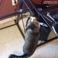 All cats are curious, but some can be really clumsy too! 