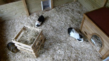 New Hutch For Guinea Pigs! | Autumn/Winter Prep #1