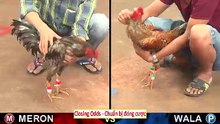 Đá gà Thomo mới nhất 2018 ngày 27/08/2018 - Video 5