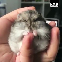 'Mmmmm, this human tastes delicious!'