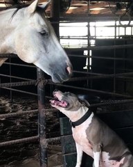 Pitbull and Quarter Horse Are Best Friends