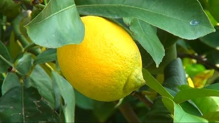 Limonun Ateşini Hasat Düşürecek