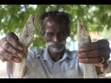 Dry fish prepare my daddy eat with soaked rice / VILLAGE FOOD FACTORY