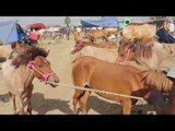 Asia's Biggest  Horse Market in my village / Different types of horse