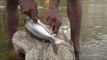BIG FISH cleaning and cooking in nature stove at nature location / VILLAGE FOOD FACTORY