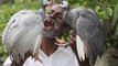 Guineafowl Curry Prepared by my DADDY ARUMUGAM / VILLAGE FOOD FACTORY