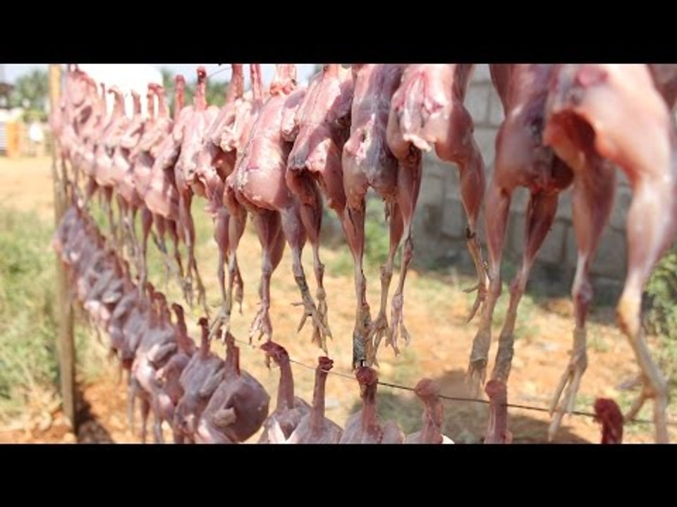 QUEEN  of QUAIL Curry / Using 50 Quails / Village food factory