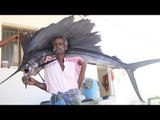 BIG KOLA FISH Prepared by my Daddy / Village food factory