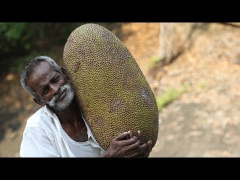 KING of JACK FRUIT Tasting My DADDY / Village food factory