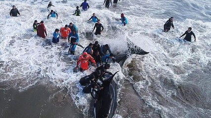 Αργεντινή: Επιχείρηση διάσωσης φαλαινών δολοφόνων