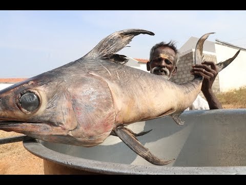 BIG Full FISH Gravy / Village food factory DADDY