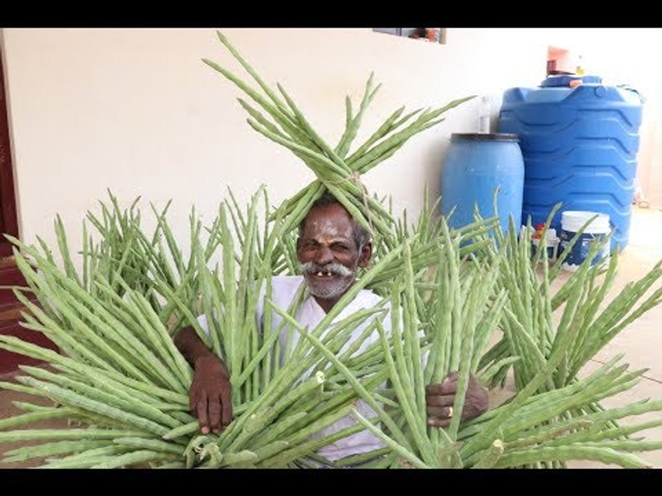 VIAGRA Recipe / 3000 small Drumsticks / Village food factory