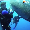 When these four sharks got stuck in a huge fishing net, they never would have escaped without the help of these divers 