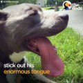 This rescue pit bull has an alter ego that comes out when he’s being really weird, but he also has a really important job 