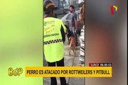 Surco: mascota es atacada salvajemente por dos perros de raza Rottweiler y un Pitbull