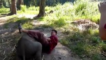 Baby Elephant Cuddling With A Human
