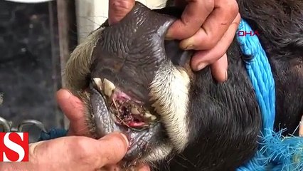 Rize’den Trabzon’a yüzerek giden boğanın boğanın sahibi, kararını verdi