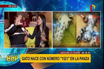 Villa El Salvador: el misterio del gato que nació con una secuencia de números en su cuerpo