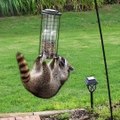 Raccoons just being Raccoons Follow Howlers for more!