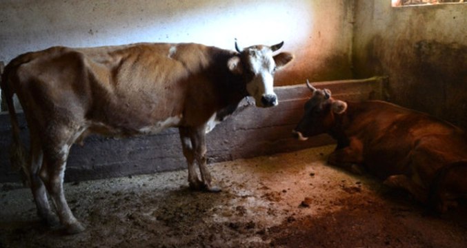 Ankara'da Şarbon Karantinası: 50 Büyükbaş Telef Oldu