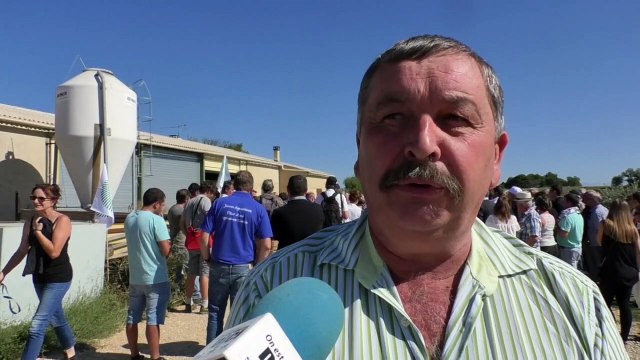 Hautes-Alpes : le loup est la principale menace des éleveurs