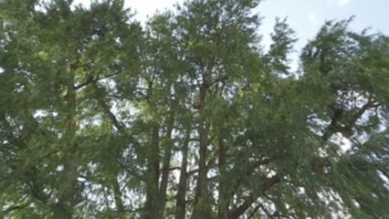 El ahuehuete de Madrid, el abuelo de los árboles de jardín, con más de 2 siglos