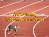 Seekor Kucing Ikut Lomba Asian Games