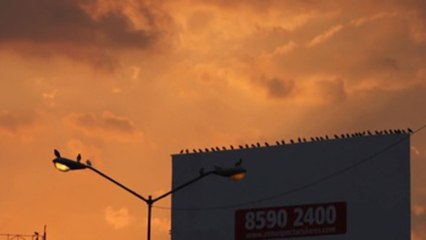 La supervivencia de los pájaros en Ciudad de México en conmovedoras imágenes