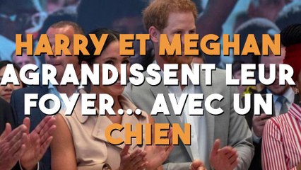 Harry et Meghan agrandissent leur foyer... avec un chien !