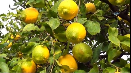 Limonun Ateşini Hasat Düşürecek