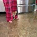 Puppy hates the food bowl for stealing all the food...