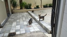 Greek cat and kitties