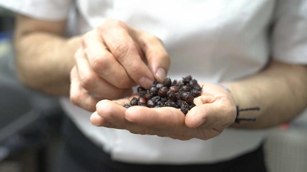 Ameisen-Kaviar: Insekten-Imbiss für zwischendurch
