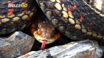 A new 'super snake' appears to be slithering around the Everglades