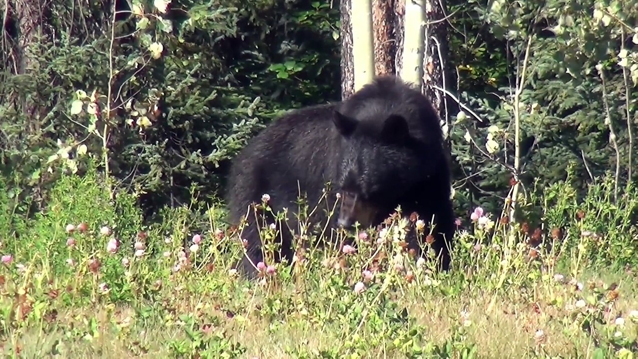 Bear In A Forest