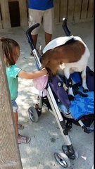 ¡Cabra roba la sillita de una niña!