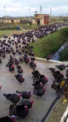 Cientos de pavos salen a pasear