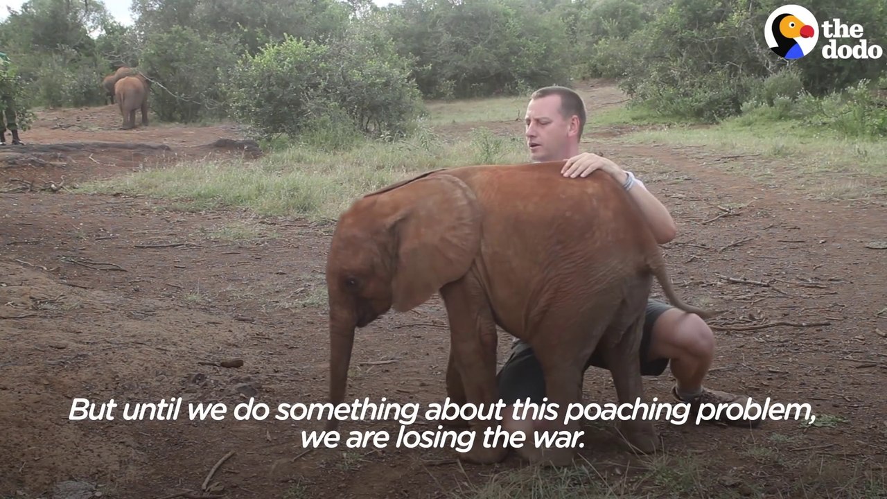 Un bébé éléphant pas très commode qui deteste les interviews