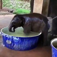 Descargar video: Un éléphanteau qui adore prendre son bain