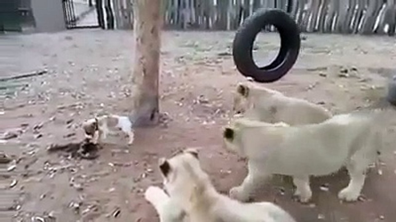 Un bébé chien Jack Russell tient tête à 3 lionceaux