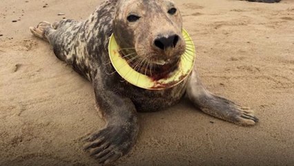 Cette otarie a été retrouvée avec un frisbee coincé sur la tête