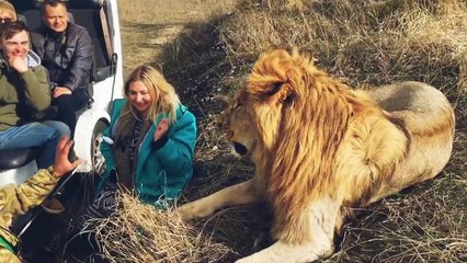 Ce russe s'amuse à taquiner un lion... Flippant