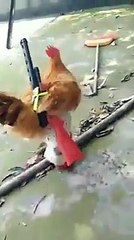 Dekho kaise Murga apani Raksha khud kar raha hai