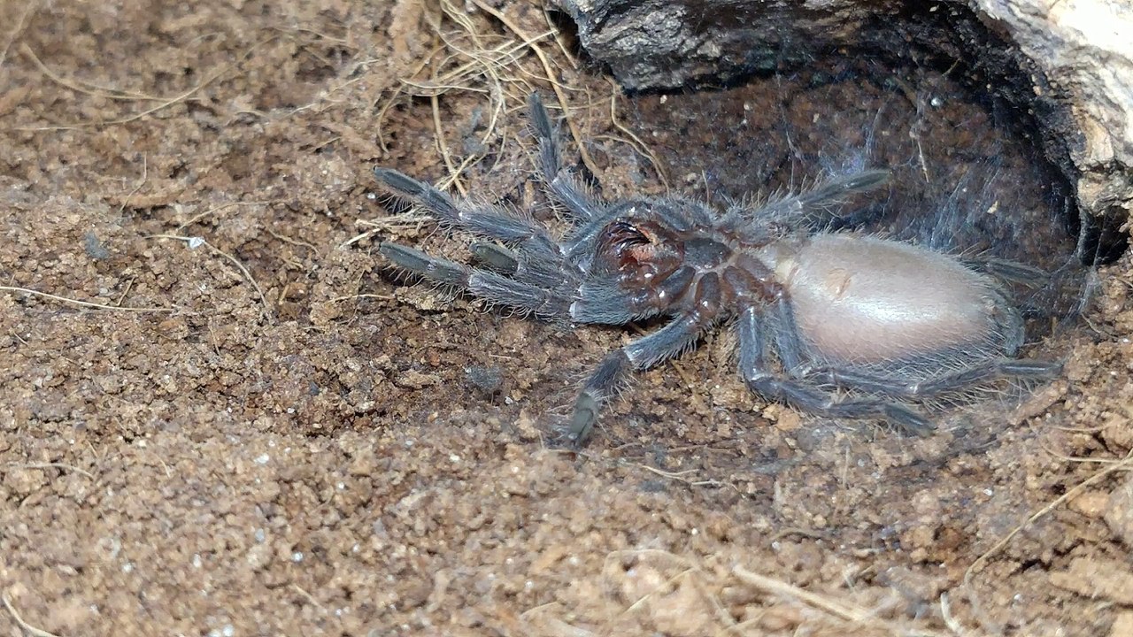 Pterinopelma Sazimai Tarantula Molting Time-Lapse