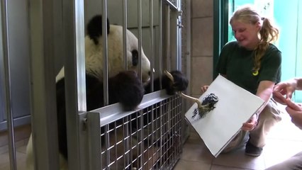 그림 그리는 판다 등장...한 점에 63만 원에 판매 / YTN