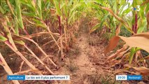 L'agriculture bio est-elle plus performante que l'agriculture conventionnelle ?